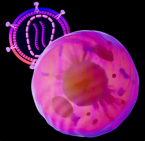 lv production|Lentivirus cell line development .